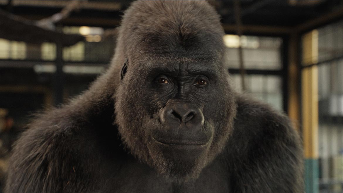 gorilla film production careers